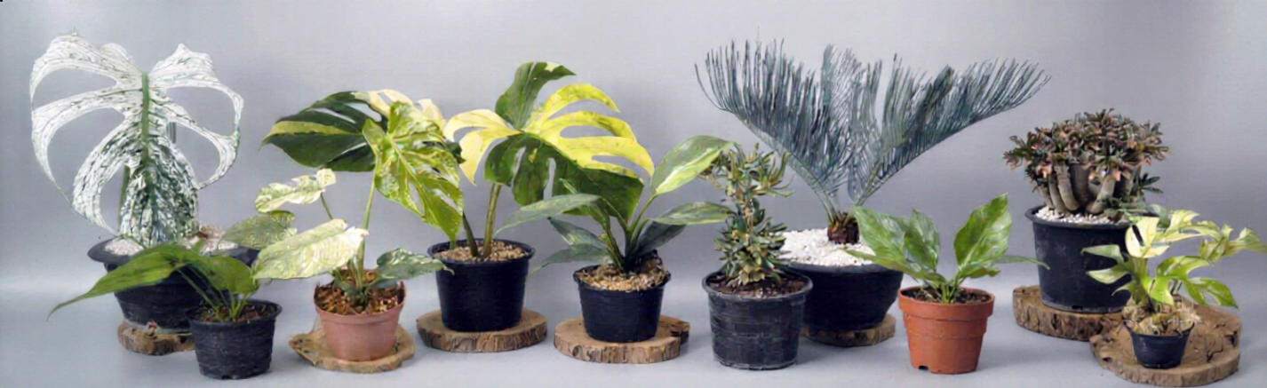 タイのナーサリーで扱う様々な観葉植物